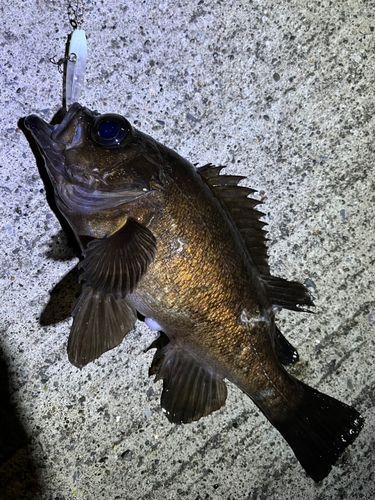 メバルの釣果
