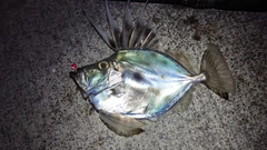 カガミダイの釣果