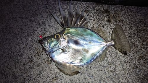 カガミダイの釣果