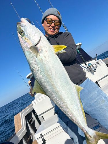 ヒラマサの釣果