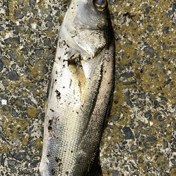 フッコ（マルスズキ）