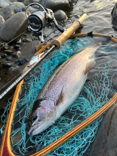 レインボートラウト