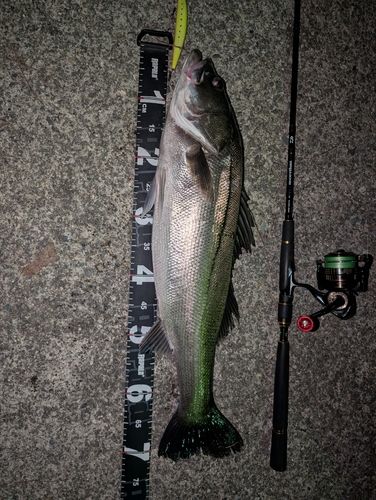 シーバスの釣果