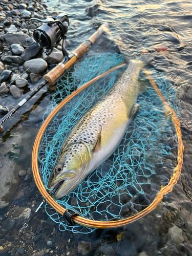 ブラウントラウトの釣果