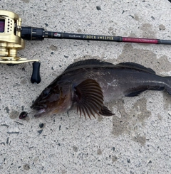 アイナメの釣果