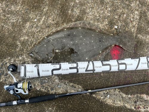 ヒラメの釣果