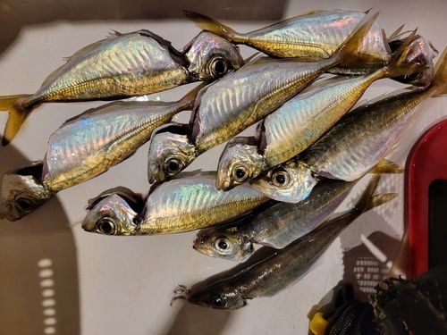 東京湾（アクアライン以北）