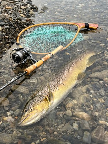 ブラウントラウト