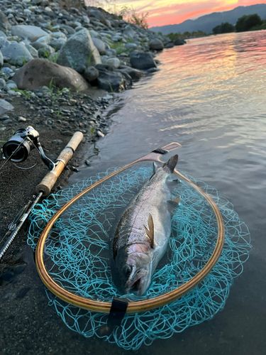 レインボートラウトの釣果