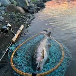 レインボートラウト