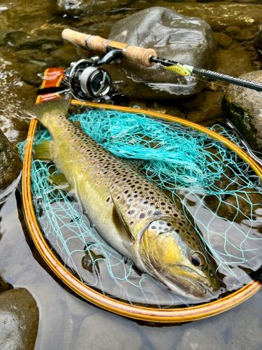 ブラウントラウトの釣果