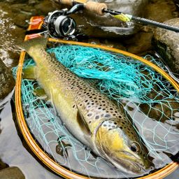 ブラウントラウト