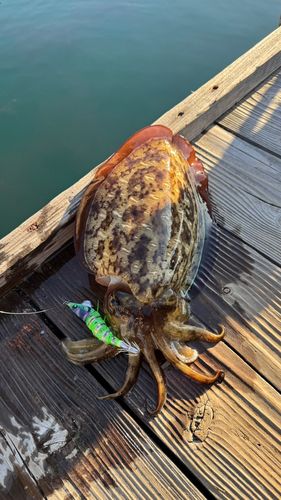 モンゴウイカの釣果