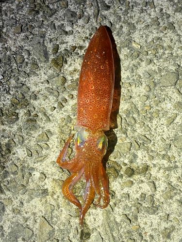 ケンサキイカの釣果