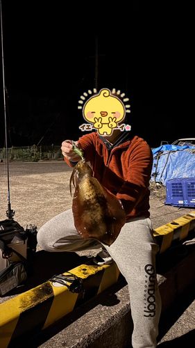 ミズイカの釣果