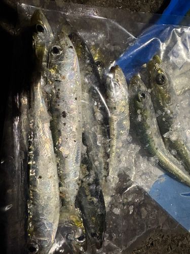 マイワシの釣果