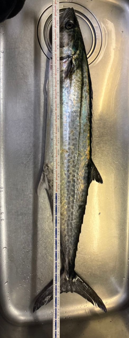 アングラー36285964 さんの 2025年11月16日のサワラの釣り・釣果情報