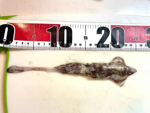 船橋港親水公園