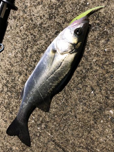 セイゴ（マルスズキ）の釣果