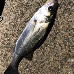 セイゴ（マルスズキ）