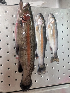 レインボートラウトの釣果