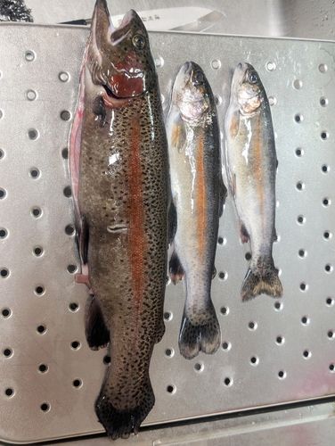 レインボートラウトの釣果