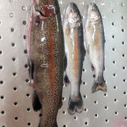 レインボートラウト