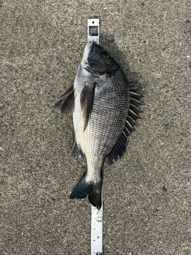 クロダイの釣果
