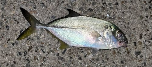 碧南海釣り公園