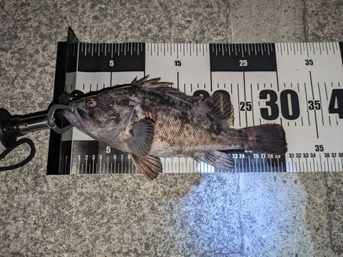 クロソイの釣果