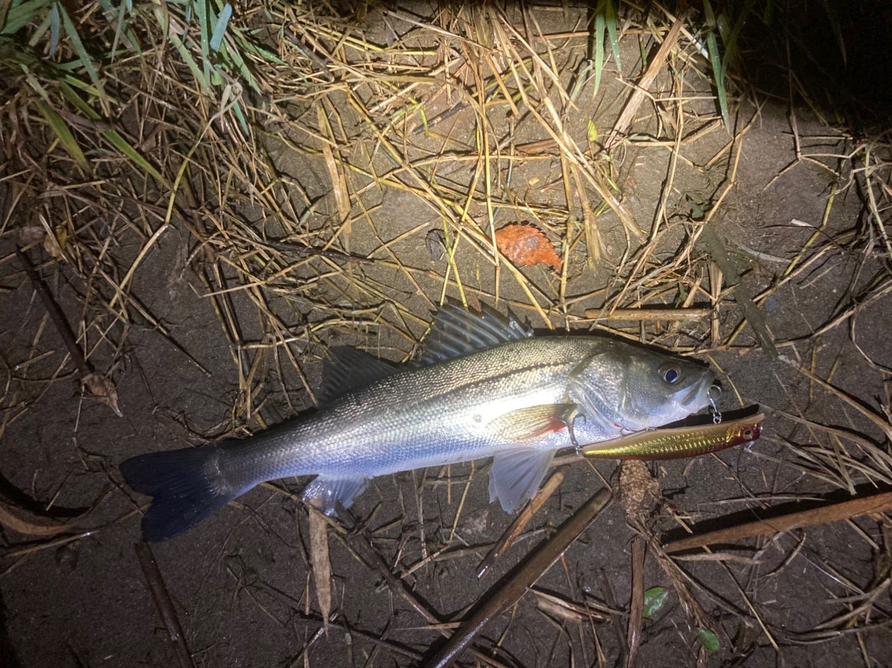 YAMAGA Blanks アーリー・フォーシーバス 97MMHの最安値・インプレ