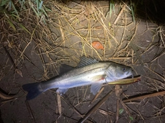 セイゴ（マルスズキ）の釣果