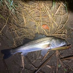 セイゴ（マルスズキ）