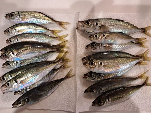 マアジの釣果