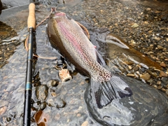 ニジマスの釣果