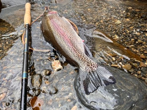 ニジマスの釣果