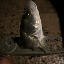 セイゴ（マルスズキ）