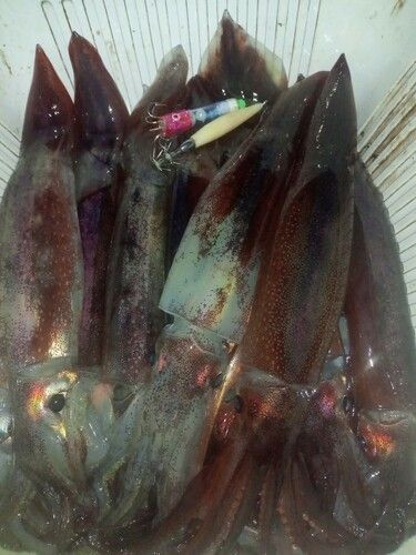 三陸海岸（岩手）