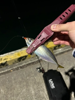 マアジの釣果