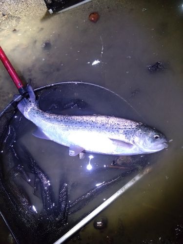 レインボートラウトの釣果