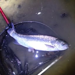 レインボートラウト