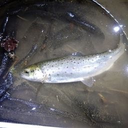 ブラウントラウト