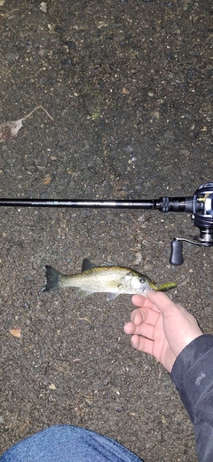 ブラックバスの釣果
