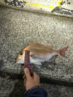 マダイの釣果