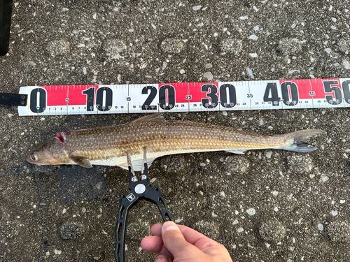 神戸空港親水護岸