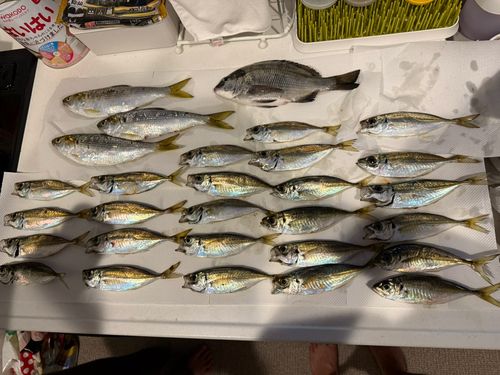 アジの釣果