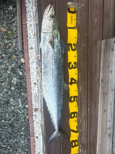 サワラの釣果