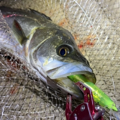 フッコ（マルスズキ）の釣果