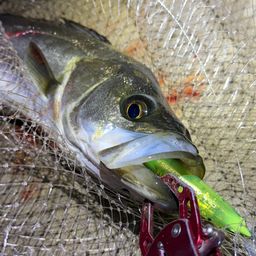 フッコ（マルスズキ）