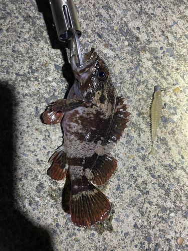 ムラソイの釣果